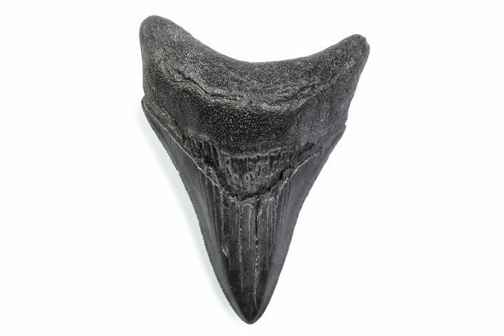 Serrated, Fossil Megalodon Tooth - South Carolina #370473